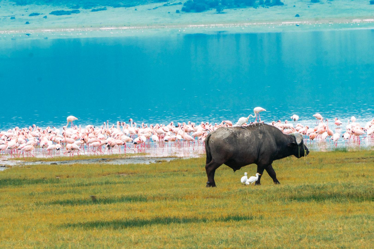 ARUSHA: SAFARI NGORONGORO DAGSUTFLYKTARUSHA: SAFIRI NGORONGORO DAGSUTFLYKT