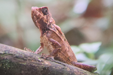 Excursión al Parque Nacional de Manuel Antonio.