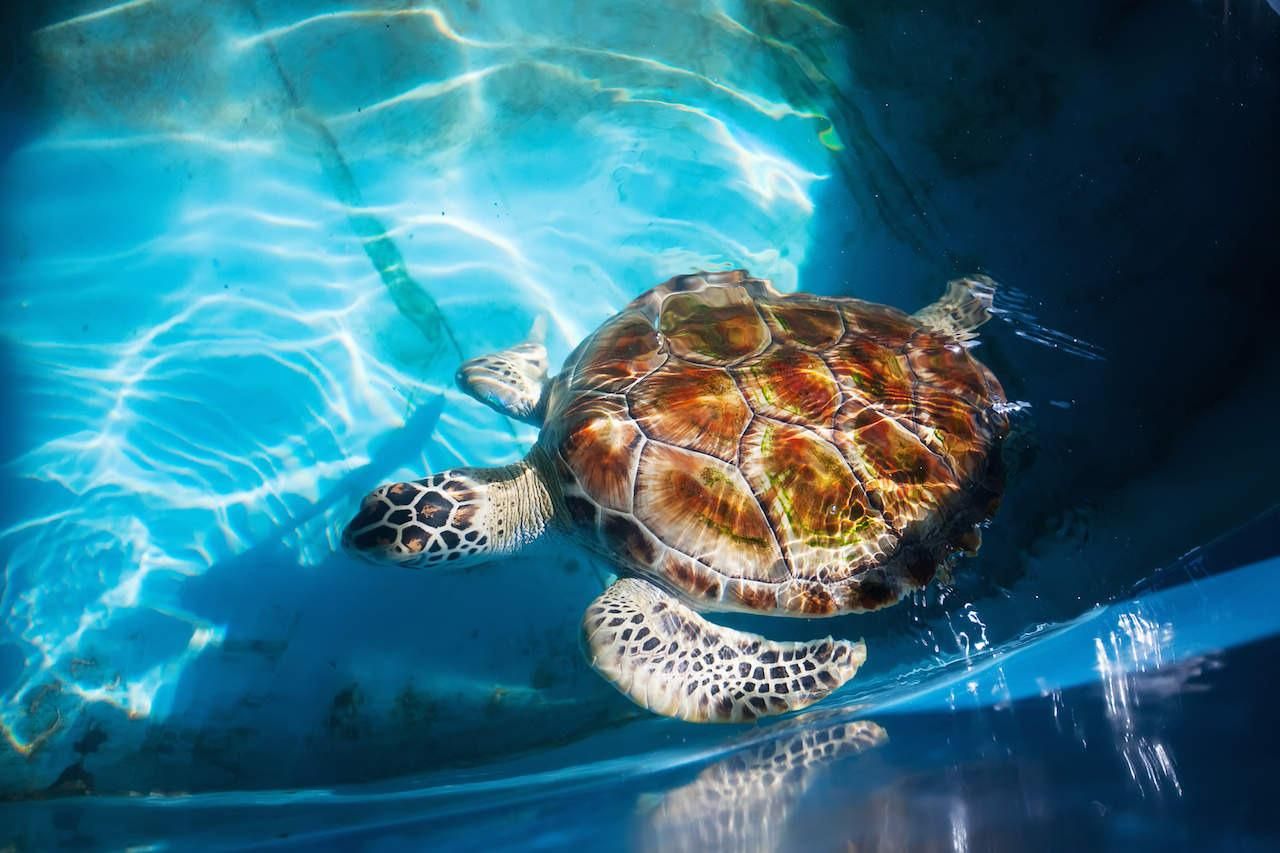 Von Colombo/Negombo aus: Galle, Madu River und Schildkrötenbrutstätte
