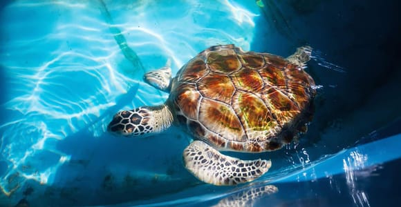 Von Colombo/Negombo aus: Galle, Madu River und Schildkrötenbrutstätte