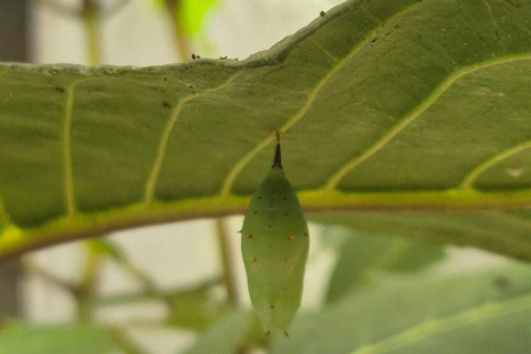Mariposario Sierra Nevada Entry Ticket