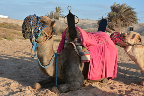 Aproveite a aventura de 2,5 horas com cavalos e camelos