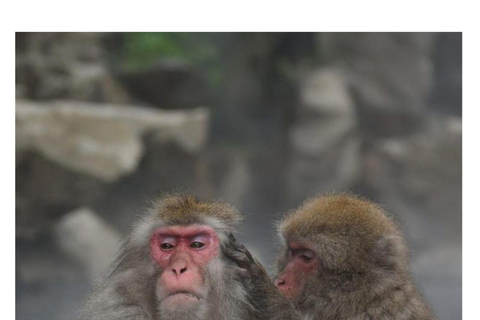 Von Tokio &amp; Nagano: Luxuriöse Snow Monkey Private 1 Day Tour