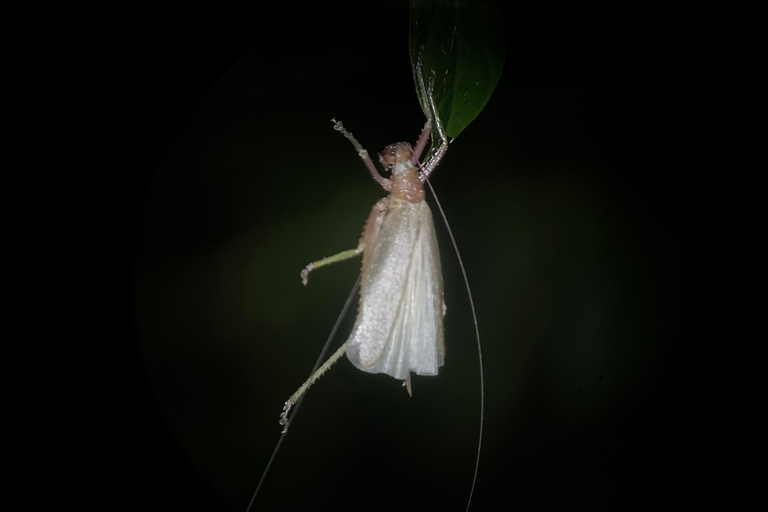 Monteverde: Night Tour with Night Vision Goggles