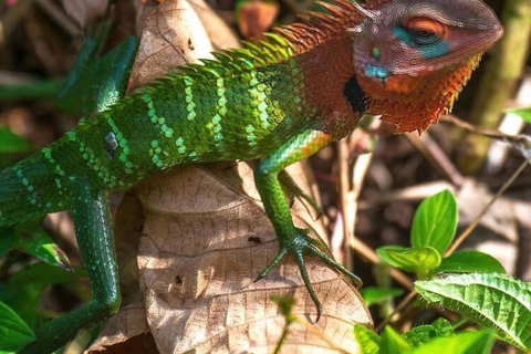 Sri Lanka : Caminhada guiada pela floresta tropical de Sinharaja com serviço de busca