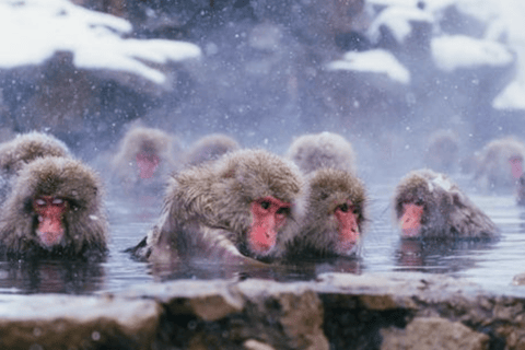 Da Tokyo: Escursione privata di un giorno alla Scimmia della Neve e a Zenkoji