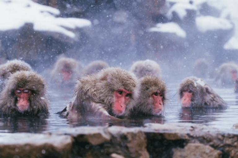 Depuis Tokyo : Excursion privée d&#039;une journée au Singe des neiges et au Zenkoji