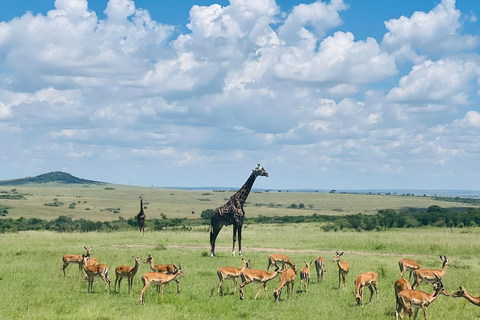 Safari di 3 giorni nel Masai Mara in tenda di lusso