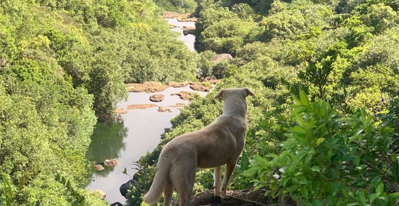 Mauritius: 7 Cascades Waterfall Hike with Snacks & Swimming