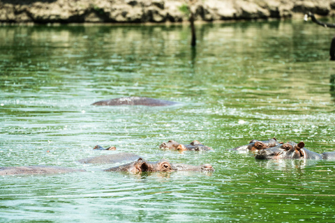 Z Zanzibaru: Safari w Selous G.R. z noclegiem i lotemwspólne safari