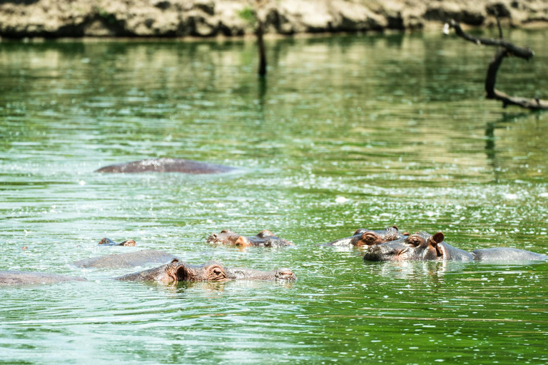 Z Zanzibaru: Safari w Selous G.R. z noclegiem i lotemwspólne safari