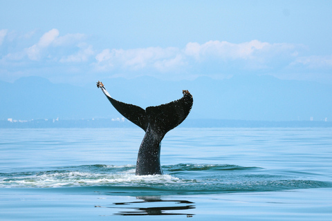 Vancouver: Open-air Whale Watching Tour, Granville Island