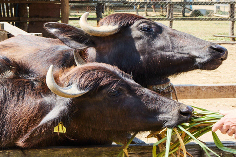 Visit buffalo farm, cooking-class forest, Kuang Si waterfall