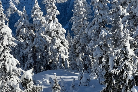 Snowshoeing in Vancouver's Winter Wonderland