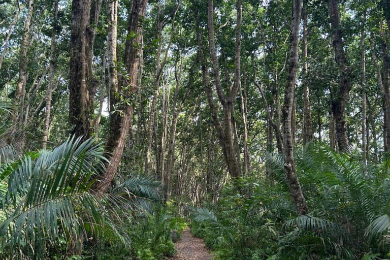 Zanzibar: Jozani forest, Sea tortoises & Mtende beach tour Private tour no Hotel pick and drop off included