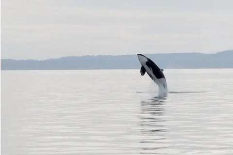 San Juan Island: West Side Half Day Kayak Tour Half Day