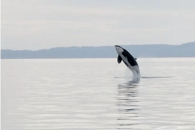 San Juan Island: West Side Half Day Kayak Tour Half Day