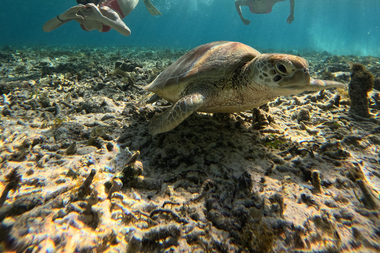 Gili Air: Snorkeling Tour with Sea Turtles and Statue Sharing Snorkeling 5 Hours