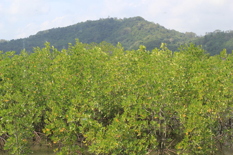 Bagek Kembar: Mangrove & Stingless Beekeeping Experience