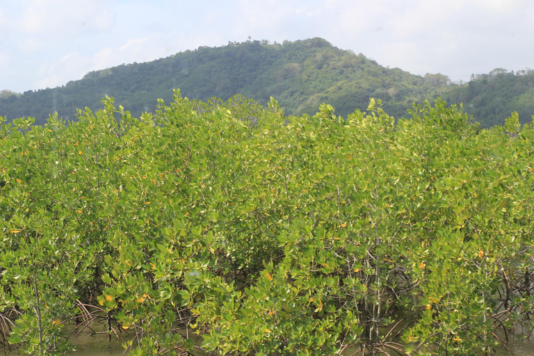 Bagek Kembar: Mangrove & Stingless Beekeeping Experience