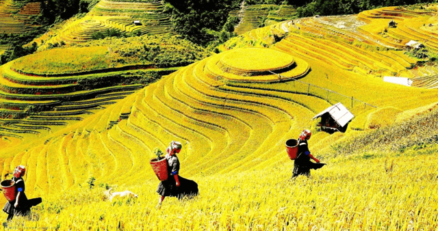 Journey Through Sapa Terraces & Traditions