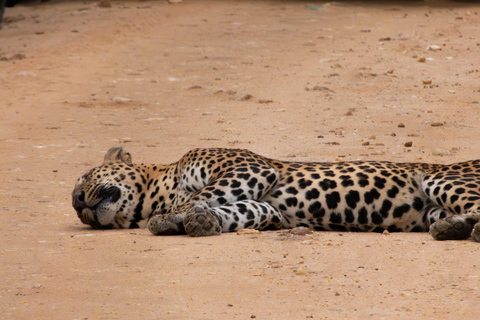Yala: Expert Naturalist Safari, All-Inclusive & Dining Colombo, Katunayake, Negambo Area