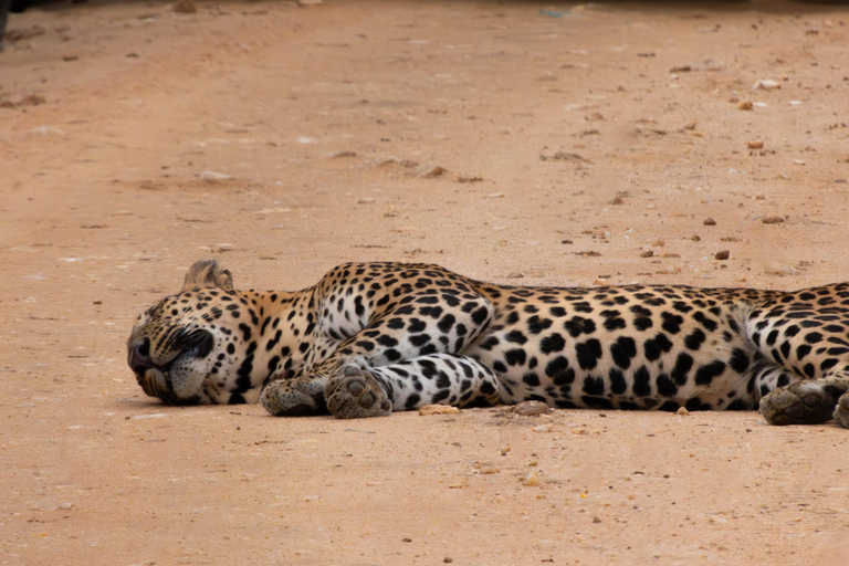 Yala: Expert Naturalist Safari, All-Inclusive & Dining Colombo, Katunayake, Negambo Area