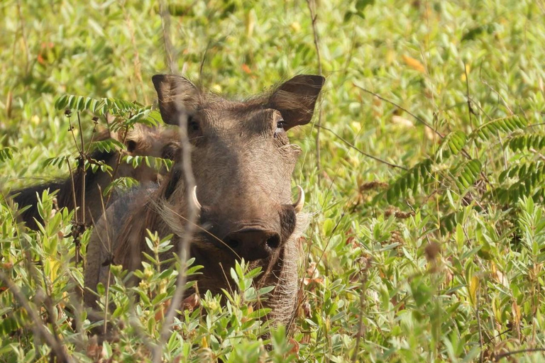 Diani/ Mombasa: Private Shimba Hills Day Safari