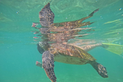 Mirissa: Turtle Snorkeling with Free Pickup Turtle Snorkeling