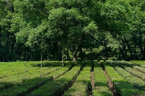 Hangzhou: Hike from Longjing Tea Village to Nine Creeks Group Tour