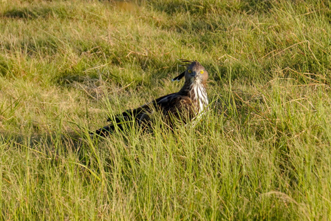 Morning Minneriya and Evening Kaudulla Full Day Safari