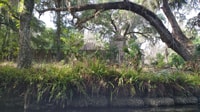 Silver Springs Manatee Kayaking Tour - Housity