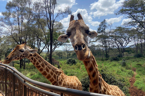 Nairobi: National Park, Baby Elephant, & Giraffe Center Tour