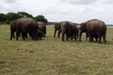 Von Colombo aus: Sigiriya / Dambulla &amp; Safari Tagestour