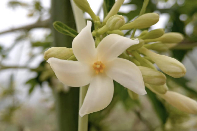Kartagena: prywatna wycieczka z obserwacją ptaków w tropikalnym lesie suchymKartagena: Prywatna wycieczka z obserwacją ptaków w tropikalnym lesie suchym