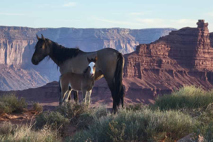 Monument Valley: Tour ins Hinterland mit Navajo-Guide. Foto: GetYourGuide
