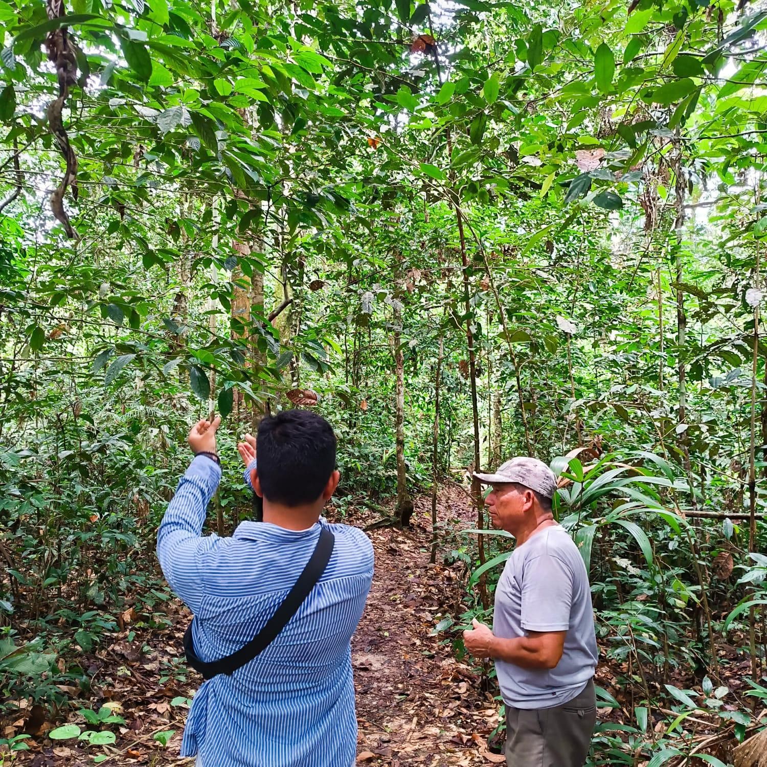 Iquitos: White Sand National Park Sunrise Jungle Hike