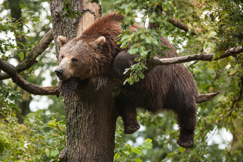 Brasov: Santuario del Oso LibeartyBrasov: Visita guiada al Santuario del Oso Liberto con traslados