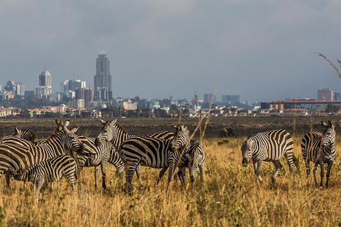 Nairobi Airport Layover: Tour Nairobi National Park- 4 hours