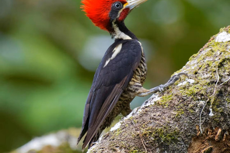 From Cusco: Exploring Manu National Park for 3 days