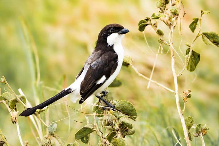 Nairobi: passeio de meio dia no Parque NacionalNairobi: tour privado de meio dia no Parque Nacional