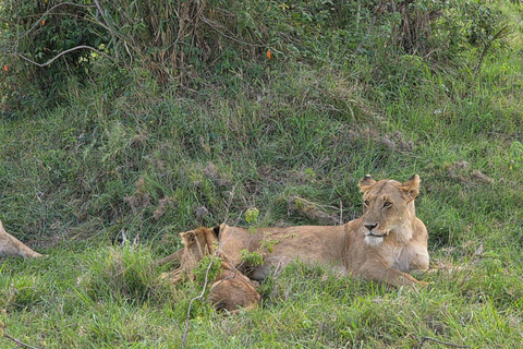 From Nairobi: 2 Days Maasai Mara Group Safari in 4WD Jeep 2 Days Maasai Mara Private safari