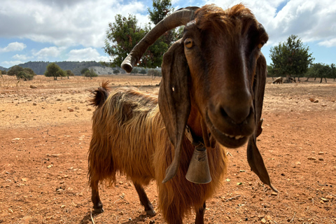 Troodos Mountains -Free Wine Tasting- Max 7p Group -Full A/C