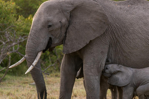 7-dniowe safari Amboseli-Bogoria/Baringo-Nakuru i Masai Mara.