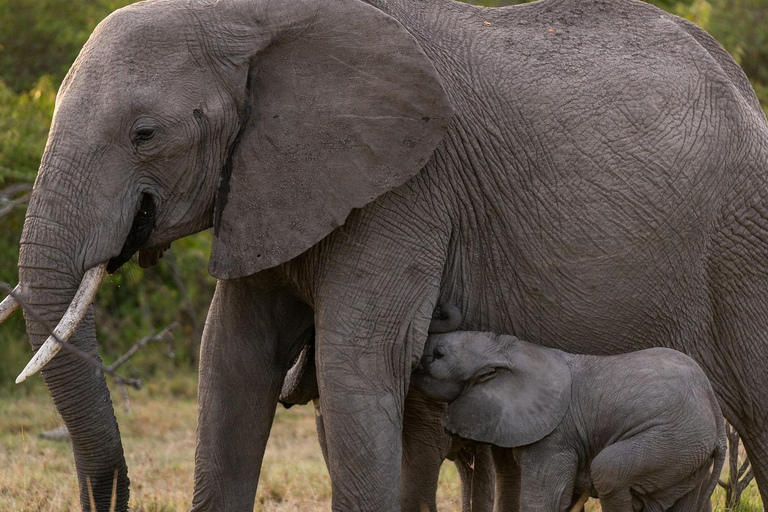 Safári de 7 dias em Amboseli-Bogoria/Baringo-Nakuru e Masai Mara.