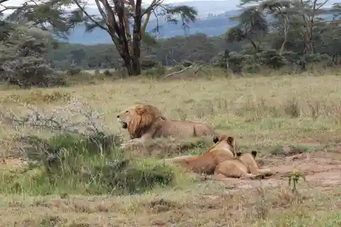 Nairobi National Park Evening Game Drive