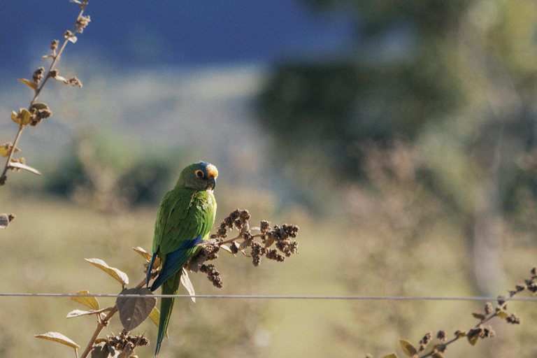 From São Paulo: 5-Day Serra da Canastra Wildlife Safari