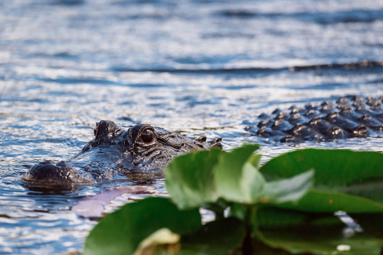 Miami: Wild Everglades Airboat Ride och Gator Encounters