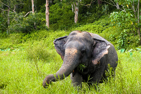 Sanctuaire des éléphants de Phuket : Demi-journée avec repas végétarienLieu de rendez-vous