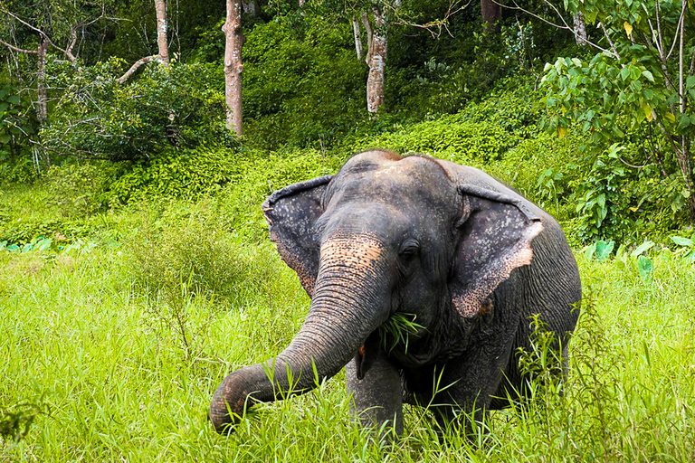 Phuket Elephant Sanctuary: Half-Day with Vegetarian Meal Afternoon Half-Day With Hotel Shared Transfers